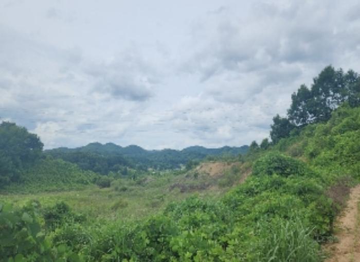 충청북도 영동군 용산면 구촌리 220-2 임야 경매 사진 22