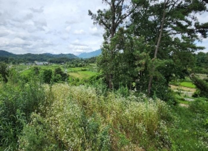충청북도 영동군 용산면 구촌리 220-2 임야 경매 사진 29