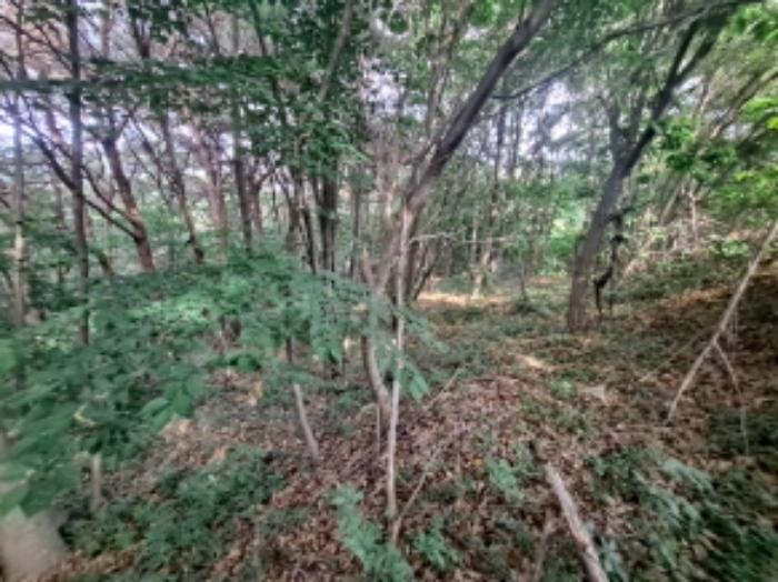 충청남도 서산시 운산면 갈산리 산116 임야 경매 사진 17