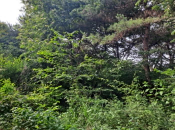 충청남도 서산시 운산면 갈산리 산116 임야 경매 사진 19