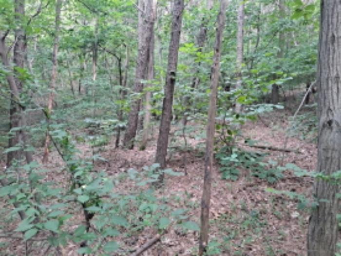 충청남도 서산시 운산면 갈산리 산116 임야 경매 사진 24