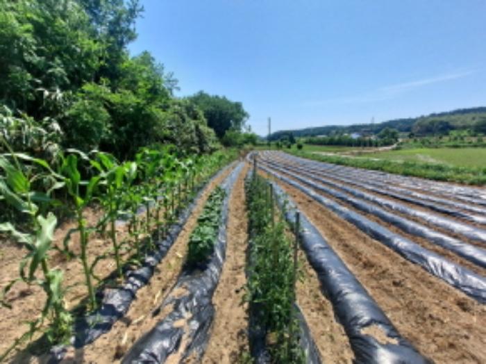 충청남도 서산시 대산읍 대산리 1288-2 전 경매 사진 22
