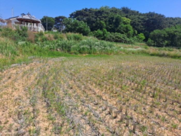 충청남도 서산시 대산읍 대산리 1300-2 전 경매 사진 20