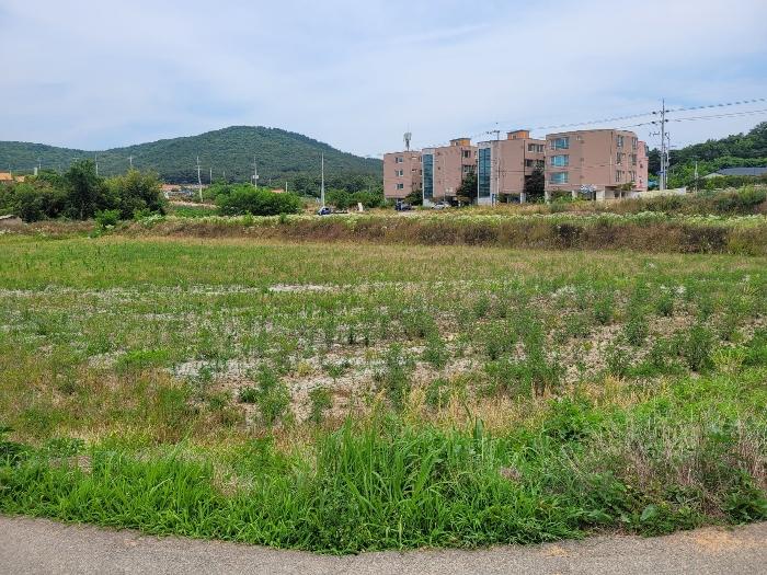충청남도 서산시 대산읍 대산리 1300-2 전 경매 사진 8