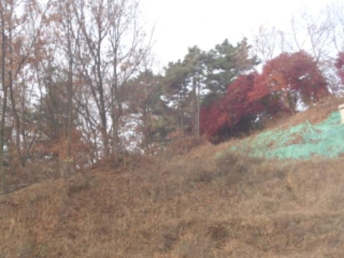 충청북도 괴산군 청안면 금신리 산66 임야 경매 사진 16