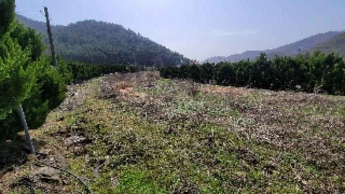 경상남도 함안군 대산면 부목리 산85-1 임야 경매 사진 11