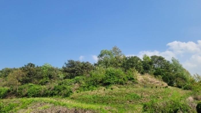 경상남도 함안군 대산면 부목리 산85-1 임야 경매 사진 14
