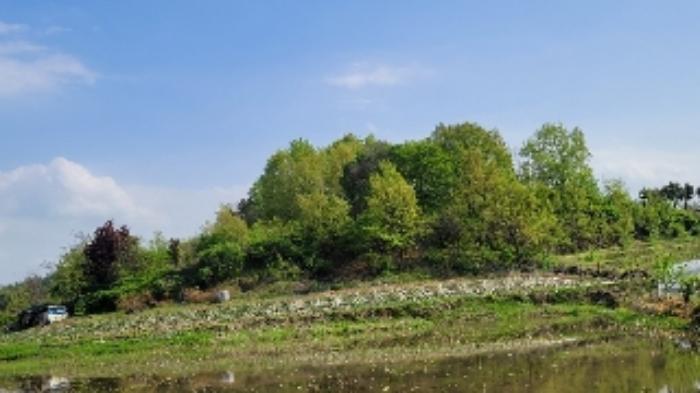 경상남도 함안군 대산면 부목리 산85-1 임야 경매 사진 17