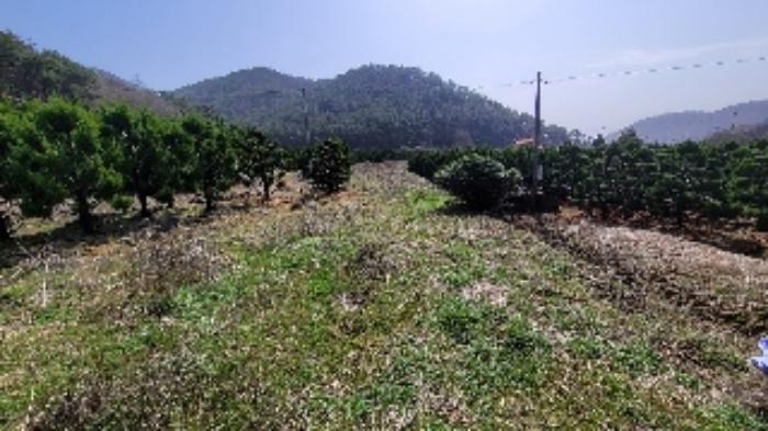 경상남도 함안군 대산면 부목리 산85-1 임야 경매 사진 9
