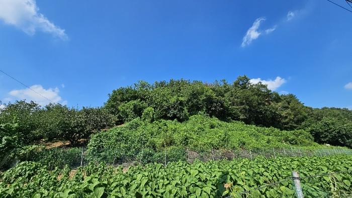 경상남도 함안군 대산면 부목리 592-1 임야 경매 사진 1