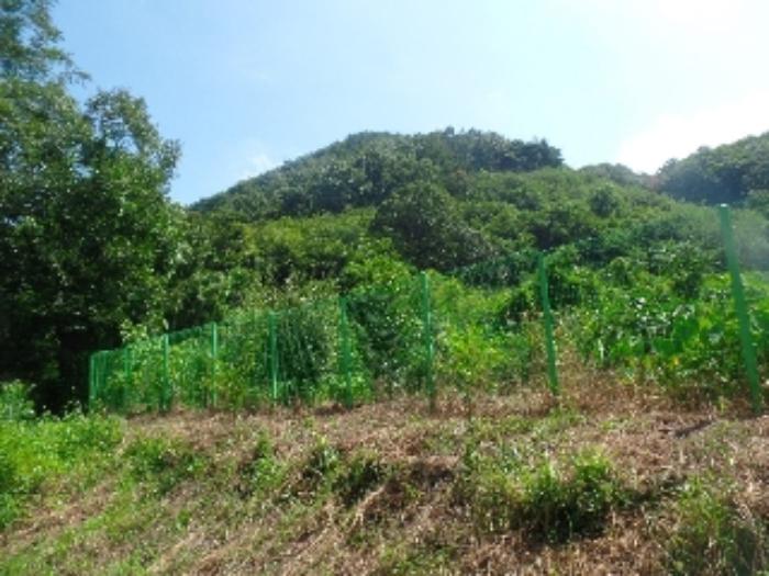 충청남도 논산시 양촌면 산직리 83-2 임야 경매 사진 22