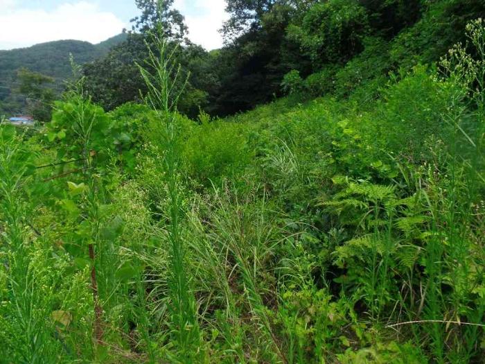 충청남도 논산시 양촌면 산직리 83-2 임야 경매 사진 32