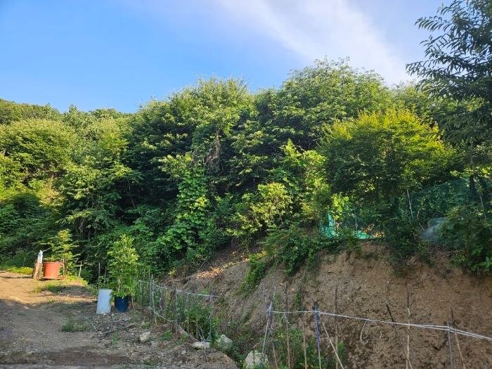 충청남도 논산시 양촌면 산직리 83-2 임야 경매 사진 5