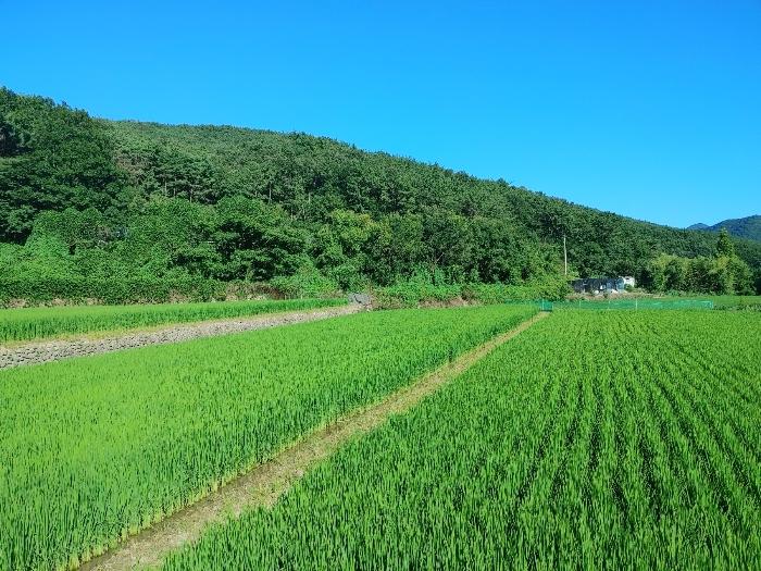 경상남도 거제시 연초면 연사리 450 답 경매 사진 3