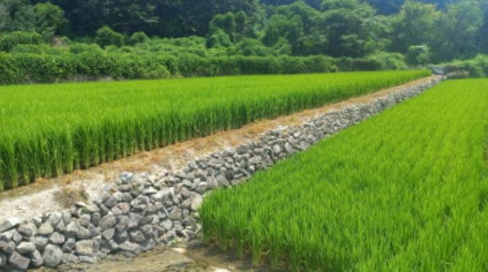 경상남도 거제시 연초면 연사리 450 답 경매 사진 5
