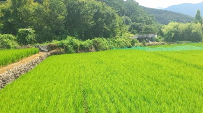 경상남도 거제시 연초면 연사리 450 답 경매 사진 6