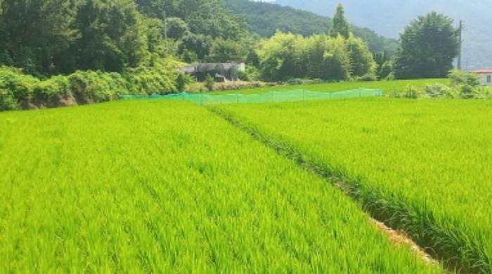 경상남도 거제시 연초면 연사리 450 답 경매 사진 7