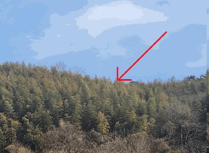 경상남도 거제시 연초면 송정리 492 임야 경매 사진 5