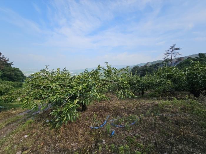 경상남도 밀양시 삼랑진읍 청학리 726 임야 경매 사진 1
