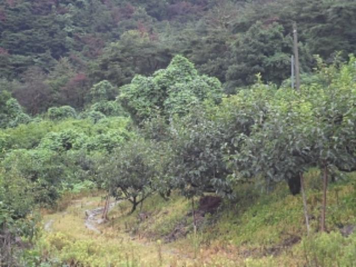경상남도 밀양시 삼랑진읍 청학리 726 임야 경매 사진 28