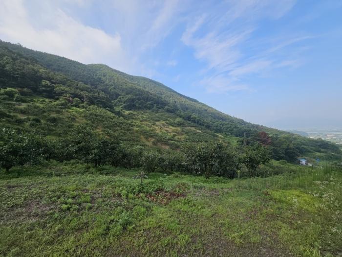 경상남도 밀양시 삼랑진읍 청학리 726 임야 경매 사진 3