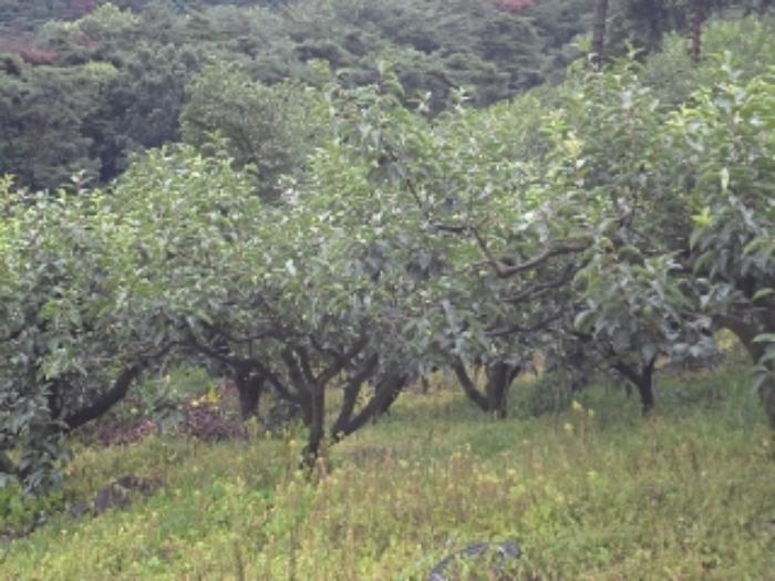 경상남도 밀양시 삼랑진읍 청학리 726 임야 경매 사진 29