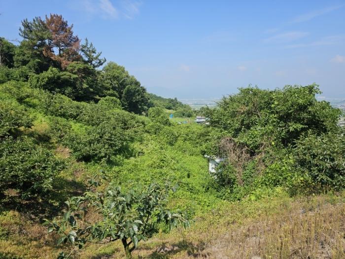 경상남도 밀양시 삼랑진읍 청학리 726 임야 경매 사진 8