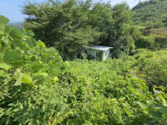 경상남도 밀양시 삼랑진읍 청학리 726 임야 경매 사진 9