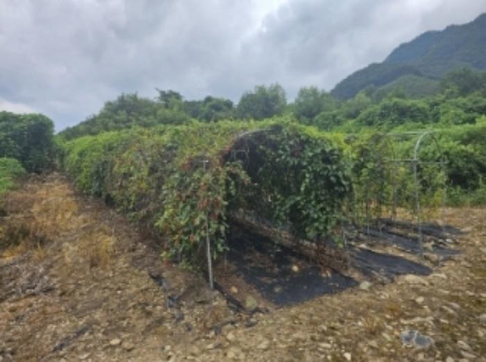 충청북도 단양군 적성면 소야리 560-4 임야 경매 사진 5