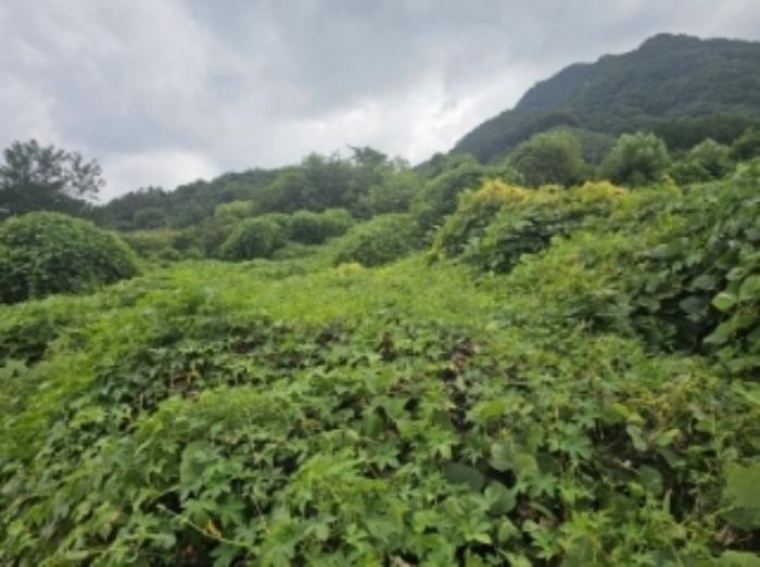 충청북도 단양군 적성면 소야리 560-4 임야 경매 사진 6