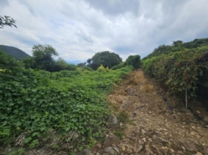 충청북도 단양군 적성면 소야리 560-4 임야 경매 사진 8
