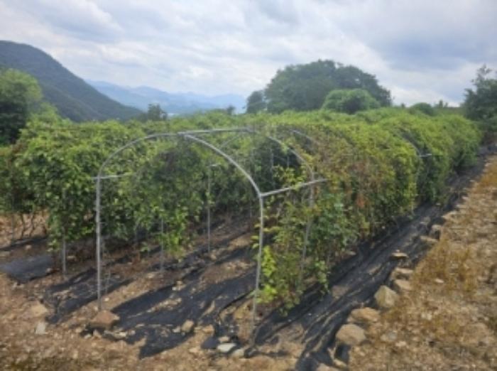 충청북도 단양군 적성면 소야리 560-4 임야 경매 사진 9