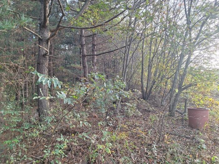전라남도 보성군 보성읍 용문리 613-7 근린시설 경매 사진 14