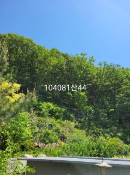 부산광역시 기장군 장안읍 용소리 산44 임야 경매 사진 7