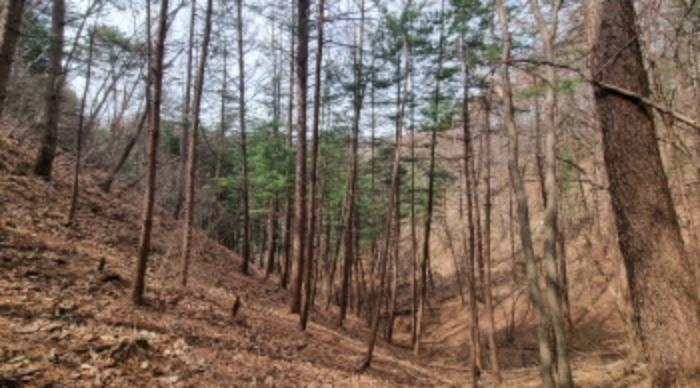 경기도 가평군 상면 항사리 30 전 경매 사진 31