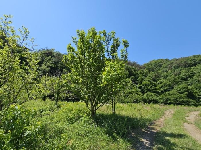 경상남도 밀양시 무안면 중산리 82 답 경매 사진 20