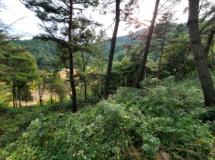 전라남도 보성군 미력면 화방리 1406-1 전 경매 사진 10