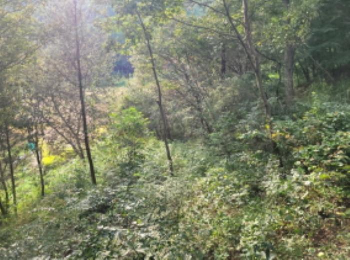 전라남도 보성군 미력면 화방리 1406-1 전 경매 사진 12