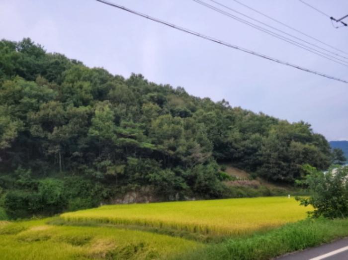 전라남도 보성군 미력면 화방리 1406-1 전 경매 사진 14