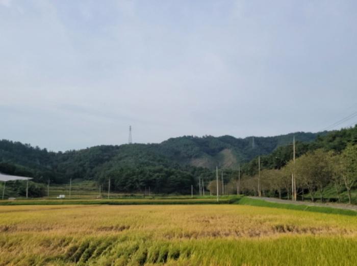전라남도 보성군 미력면 화방리 1406-1 전 경매 사진 20