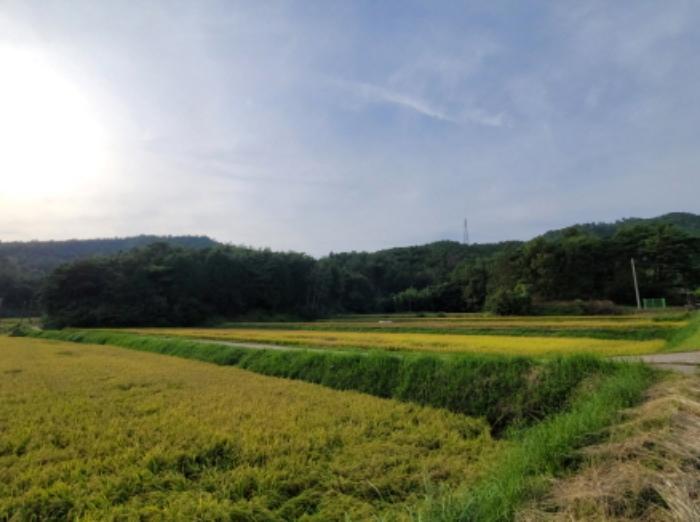 전라남도 보성군 미력면 화방리 1406-1 전 경매 사진 22
