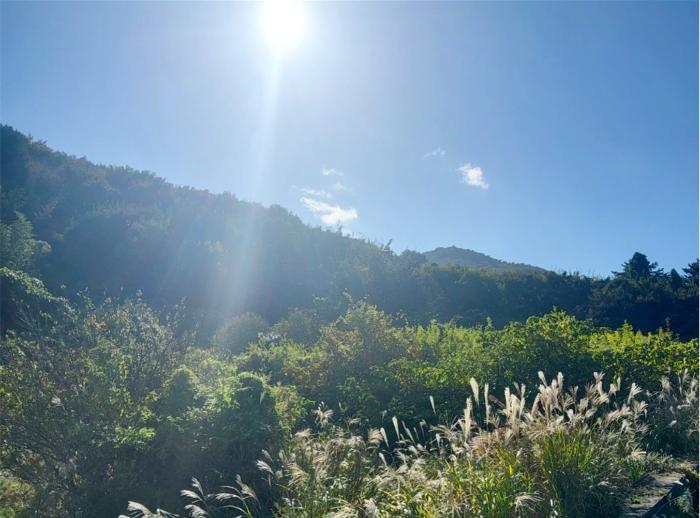 전라남도 고흥군 봉래면 예내리 288-1 전 경매 사진 2