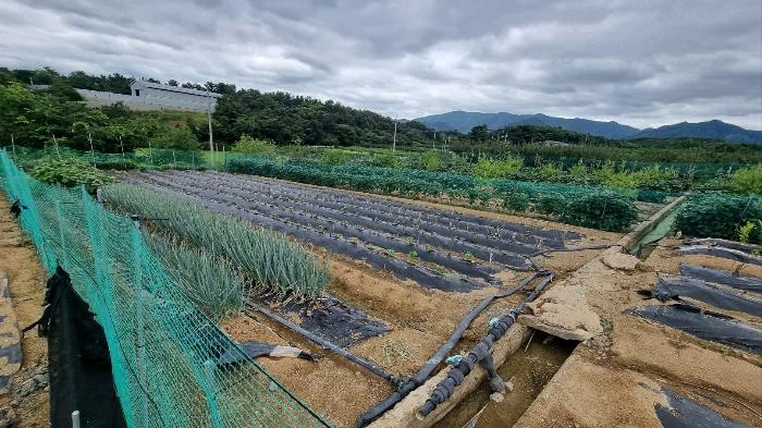 경상북도 영천시 화산면 대안리 990-4 전 경매 사진 20