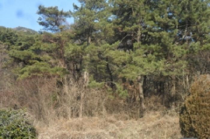 전북특별자치도 고창군 대산면 상금리 37 전 경매 사진 10