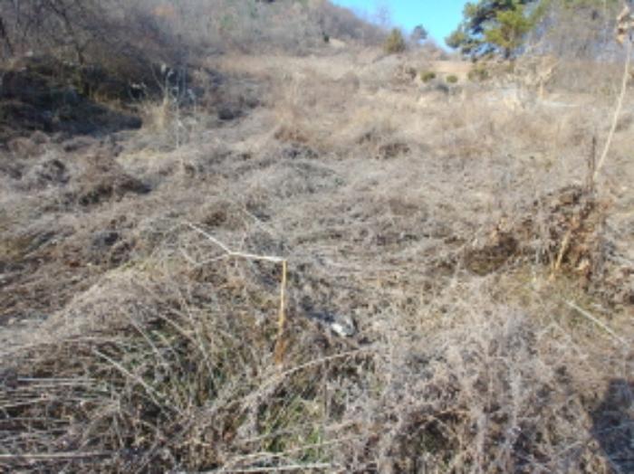 충청남도 금산군 제원면 길곡리 272-1 전 경매 사진 24