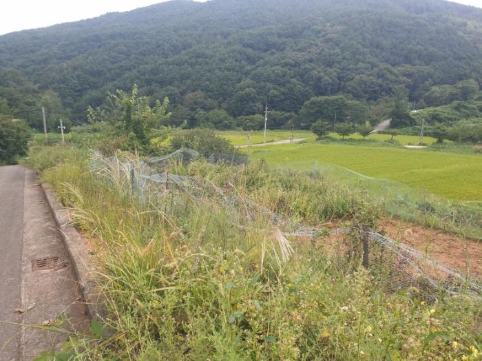 경상북도 성주군 수륜면 백운리 1663 전 경매 사진 9