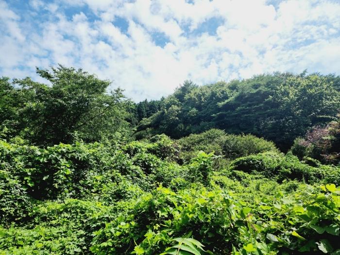 충청남도 태안군 안면읍 승언리 218-18 전 경매 사진 5