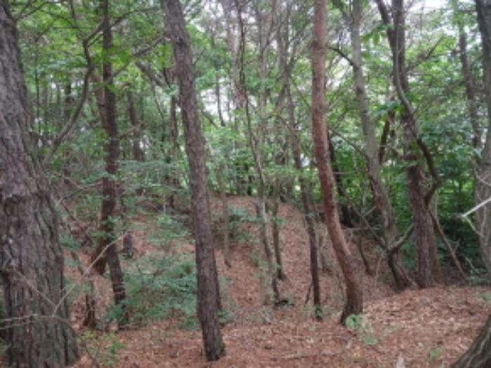 충청남도 서산시 음암면 도당리 산17 임야 경매 사진 13