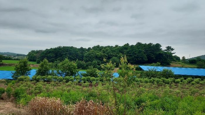 충청남도 서산시 음암면 도당리 산17 임야 경매 사진 3