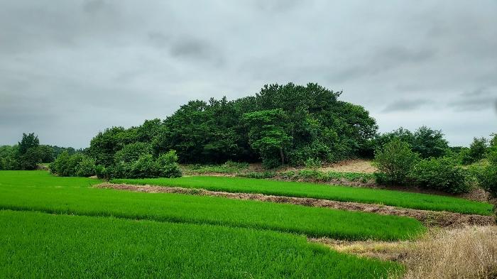 충청남도 서산시 음암면 도당리 산17 임야 경매 사진 4